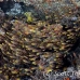 sweeper_glassy_cb_np_h_0090_bal3334.jpg